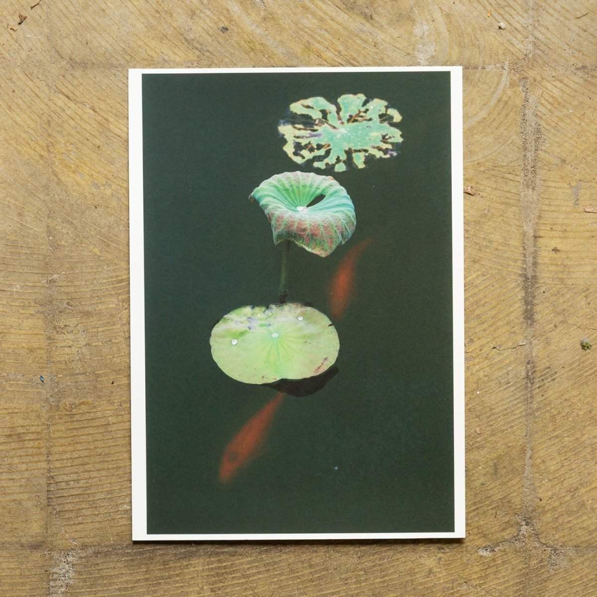 【印刷してみた】阿波和紙 竹和紙 170g/m2の魅力 - PHOTOPRI【写真展・美術展品質のプリントサービス】