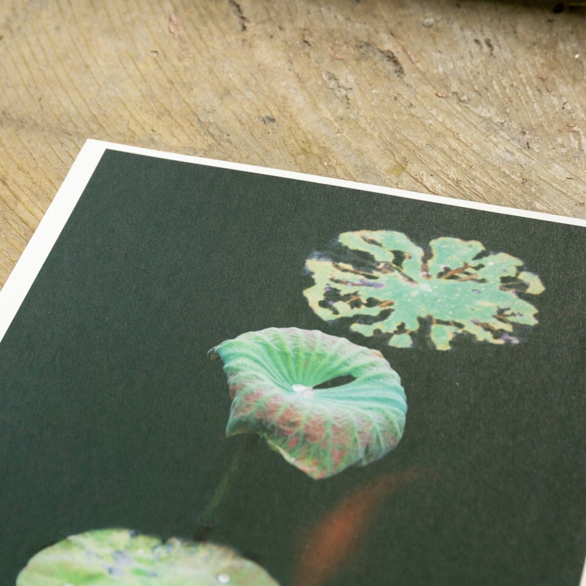 【阿波和紙】竹和紙 170g - PHOTOPRI【写真展・美術展品質のプリントサービス】 写真やイラスト・NFTアートの印刷を個展(写真展・美術展)向けにリーズナブルにジクレー印刷をするなら”PHOTOPRI”(フォトプリ)で。写真やイラスト・デジタルアートの印刷・額装・キャンバスパネルを個展・写真展向けにリーズナブルに印刷!8000円以上で送料無料中!PC・スマホどちらでもネットで注文OK!作品レベルの高品質