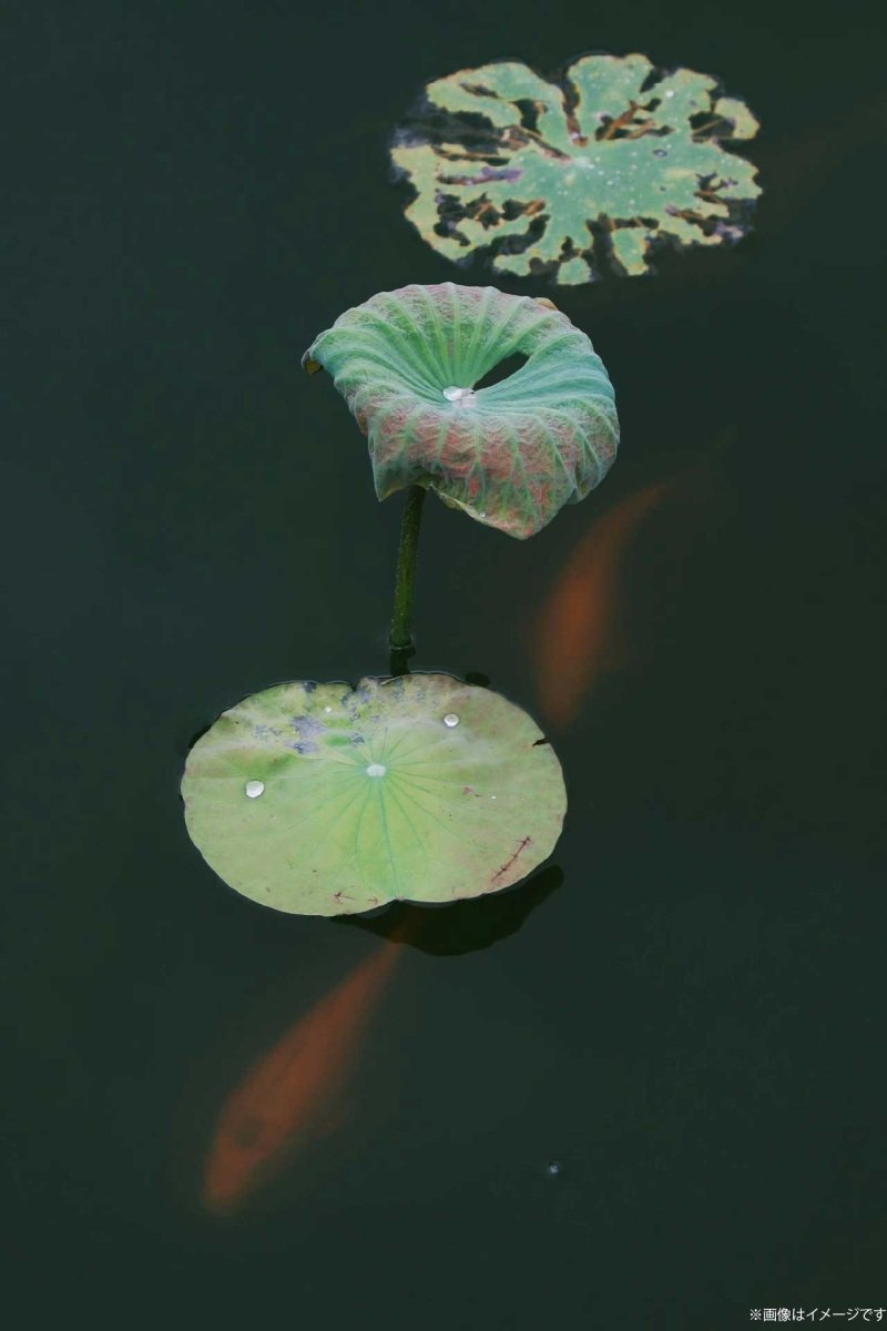 【阿波和紙】竹和紙 170g - PHOTOPRI【写真展・美術展品質のプリントサービス】 写真やイラスト・NFTアートの印刷を個展(写真展・美術展)向けにリーズナブルにジクレー印刷をするなら”PHOTOPRI”(フォトプリ)で。写真やイラスト・デジタルアートの印刷・額装・キャンバスパネルを個展・写真展向けにリーズナブルに印刷!8000円以上で送料無料中!PC・スマホどちらでもネットで注文OK!作品レベルの高品質