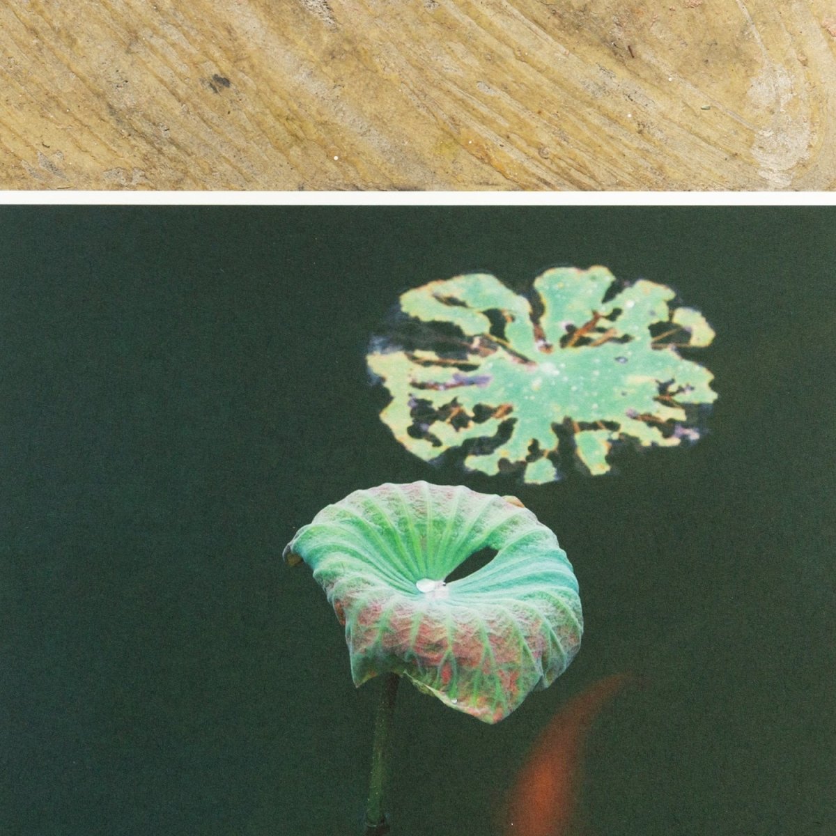 【阿波和紙】竹和紙 170g - PHOTOPRI【写真展・美術展品質のプリントサービス】 写真やイラスト・NFTアートの印刷を個展(写真展・美術展)向けにリーズナブルにジクレー印刷をするなら”PHOTOPRI”(フォトプリ)で。写真やイラスト・デジタルアートの印刷・額装・キャンバスパネルを個展・写真展向けにリーズナブルに印刷!8000円以上で送料無料中!PC・スマホどちらでもネットで注文OK!作品レベルの高品質
