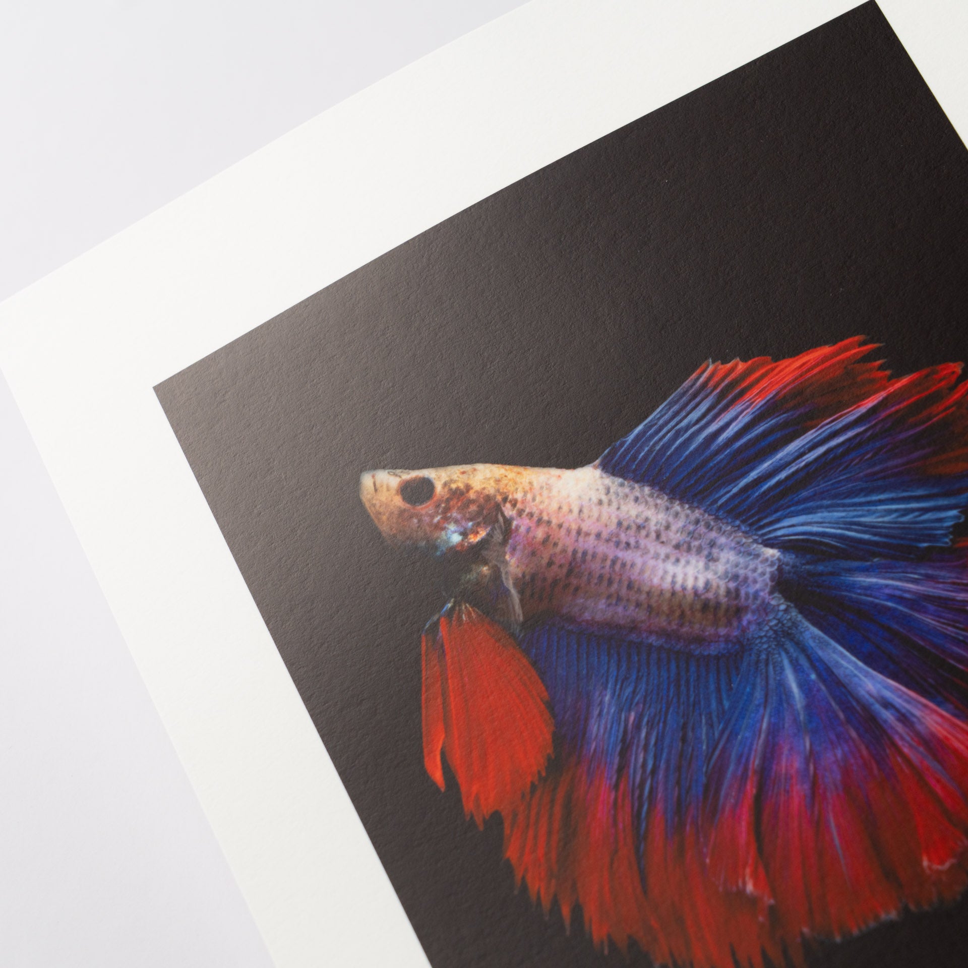 【Hahnemuhle】Photo Rag Baryta