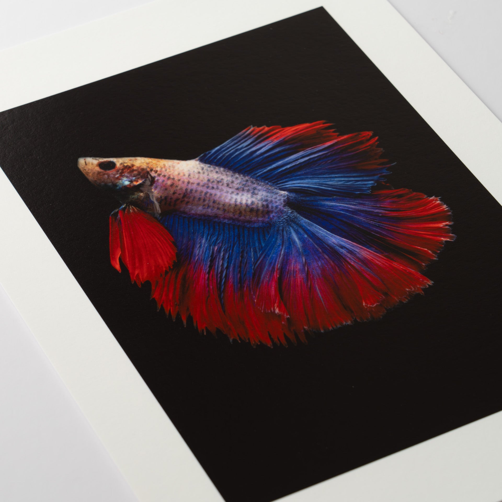 【Hahnemuhle】Photo Rag Baryta メイン