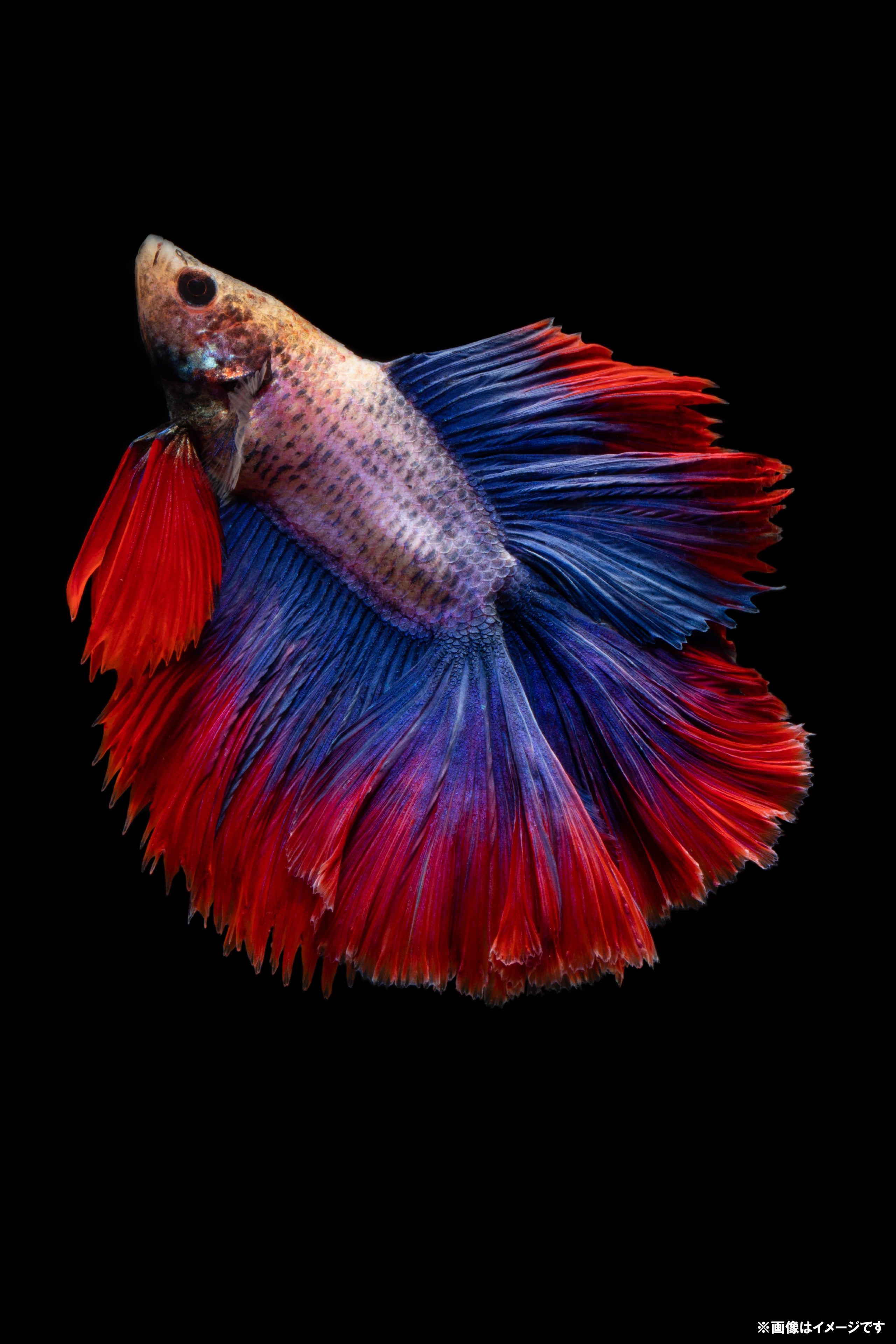 【Hahnemuhle】Photo Rag Baryta - PHOTOPRI【写真展・美術展品質のプリントサービス】 写真やイラスト・NFTアートの印刷を個展(写真展・美術展)向けにリーズナブルにジクレー印刷をするなら”PHOTOPRI”(フォトプリ)で。写真やイラスト・デジタルアートの印刷・額装・キャンバスパネルを個展・写真展向けにリーズナブルに印刷!8000円以上で送料無料中!PC・スマホどちらでもネットで注文OK!作品レベルの高品質
