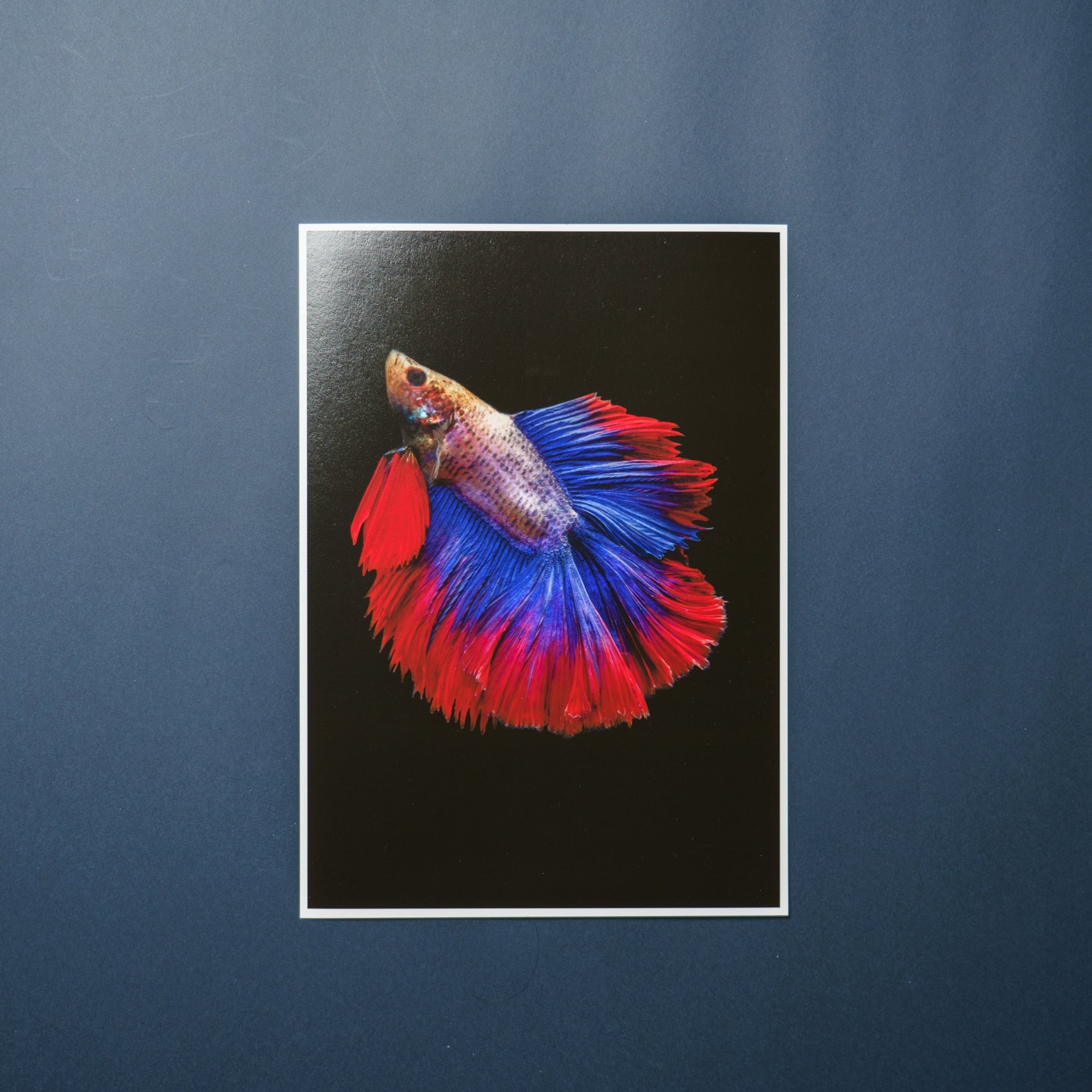 【Hahnemuhle】Photo Rag Baryta - PHOTOPRI【写真展・美術展品質のプリントサービス】 写真やイラスト・NFTアートの印刷を個展(写真展・美術展)向けにリーズナブルにジクレー印刷をするなら”PHOTOPRI”(フォトプリ)で。写真やイラスト・デジタルアートの印刷・額装・キャンバスパネルを個展・写真展向けにリーズナブルに印刷!8000円以上で送料無料中!PC・スマホどちらでもネットで注文OK!作品レベルの高品質