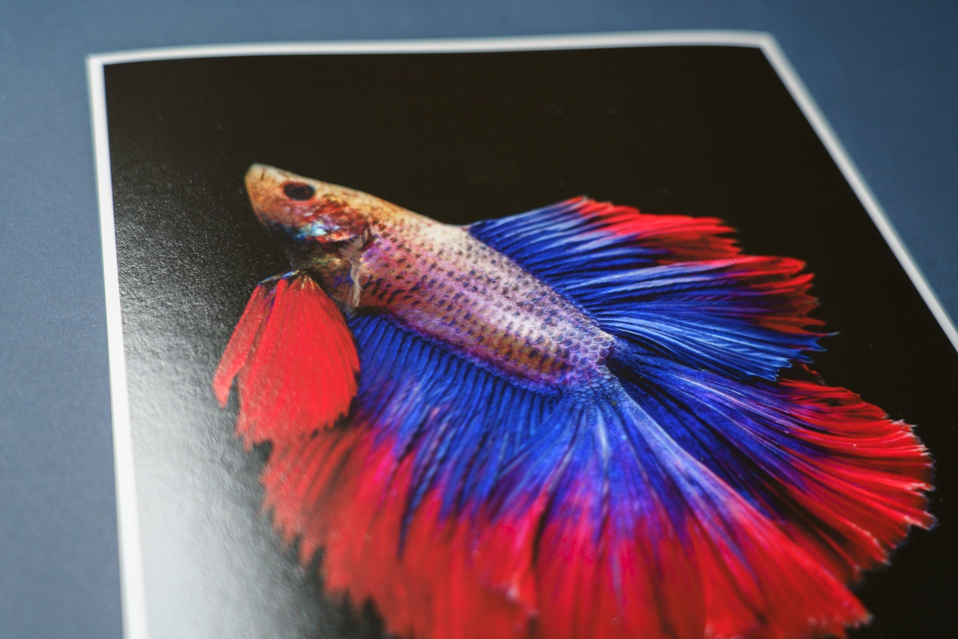【Hahnemuhle】Photo Rag Baryta - PHOTOPRI【写真展・美術展品質のプリントサービス】 写真やイラスト・NFTアートの印刷を個展(写真展・美術展)向けにリーズナブルにジクレー印刷をするなら”PHOTOPRI”(フォトプリ)で。写真やイラスト・デジタルアートの印刷・額装・キャンバスパネルを個展・写真展向けにリーズナブルに印刷!8000円以上で送料無料中!PC・スマホどちらでもネットで注文OK!作品レベルの高品質