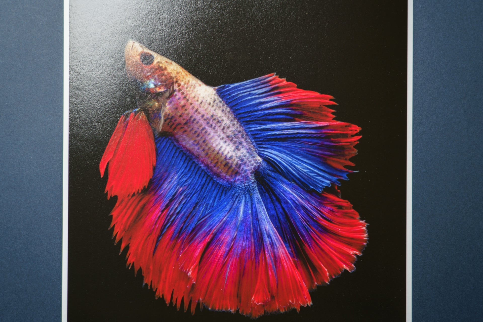 【Hahnemuhle】Photo Rag Baryta - PHOTOPRI【写真展・美術展品質のプリントサービス】 写真やイラスト・NFTアートの印刷を個展(写真展・美術展)向けにリーズナブルにジクレー印刷をするなら”PHOTOPRI”(フォトプリ)で。写真やイラスト・デジタルアートの印刷・額装・キャンバスパネルを個展・写真展向けにリーズナブルに印刷!8000円以上で送料無料中!PC・スマホどちらでもネットで注文OK!作品レベルの高品質
