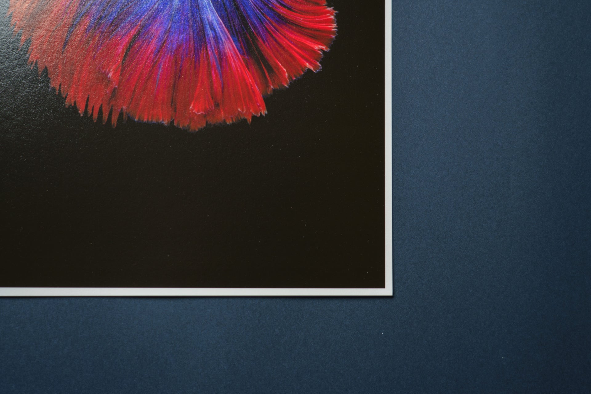 【Hahnemuhle】Photo Rag Baryta - PHOTOPRI【写真展・美術展品質のプリントサービス】 写真やイラスト・NFTアートの印刷を個展(写真展・美術展)向けにリーズナブルにジクレー印刷をするなら”PHOTOPRI”(フォトプリ)で。写真やイラスト・デジタルアートの印刷・額装・キャンバスパネルを個展・写真展向けにリーズナブルに印刷!8000円以上で送料無料中!PC・スマホどちらでもネットで注文OK!作品レベルの高品質