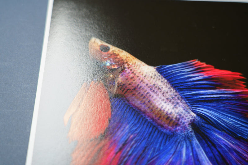 【Hahnemuhle】Photo Rag Bryta - PHOTOPRI【写真展・美術展品質のプリントサービス】